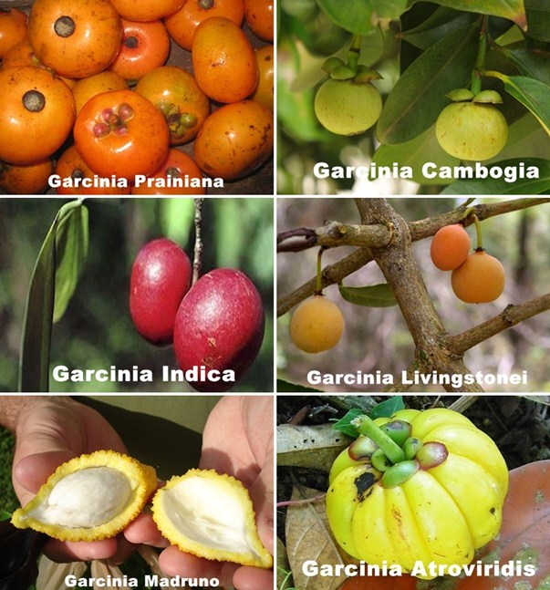 Le varie tipologie di Garcinia in natura