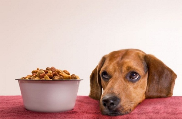 Corretta alimentazione per il tuo cane