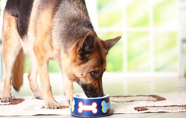 Corretta alimentazione per il tuo cane